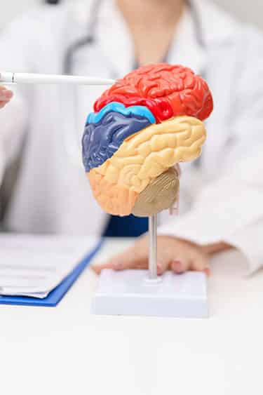 Neurologists Targeting - Brain